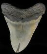 Megalodon Tooth - North Carolina #59037-2
